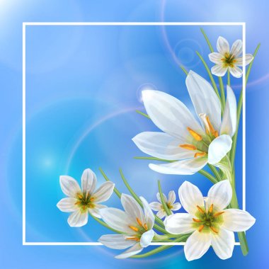 Zephyranthes çiçekleri ile güzel bahar arka plan