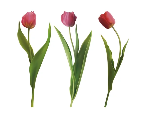 Set de flores de tulipán — Vector de stock