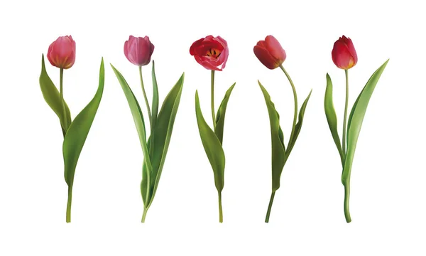 Set de flores de tulipán — Vector de stock