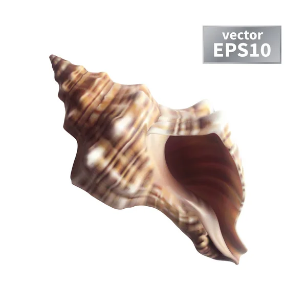 Gerçekçi seashell izole — Stok Vektör