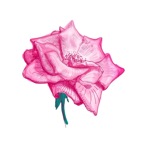 Esbozo de flor rosa — Vector de stock