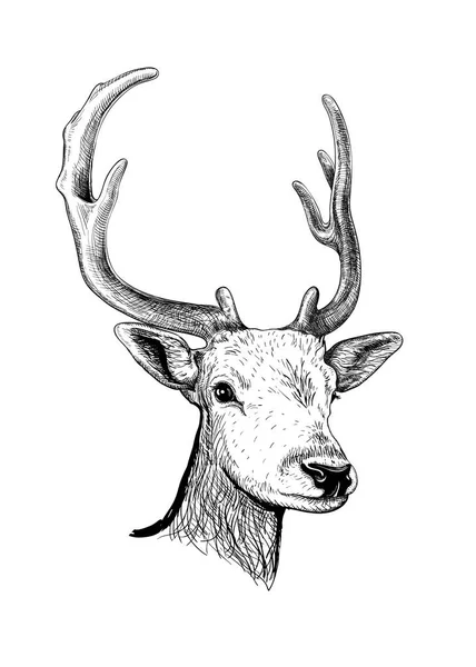 Rusa. Sketsa gambar tangan - Stok Vektor