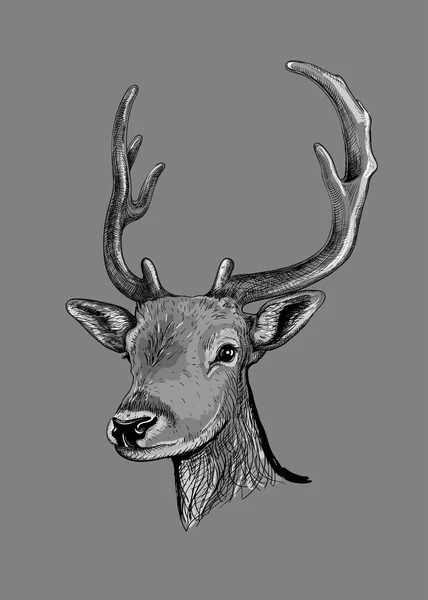Deer. Hand drawn sketch — Stock Vector