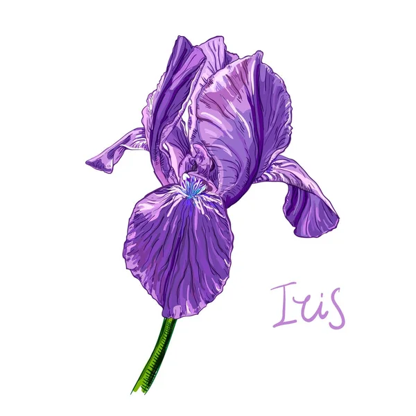 Flor de iris violeta — Vector de stock