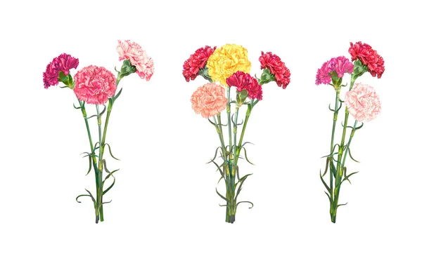 Set of three carnation bouguets — Stock Vector