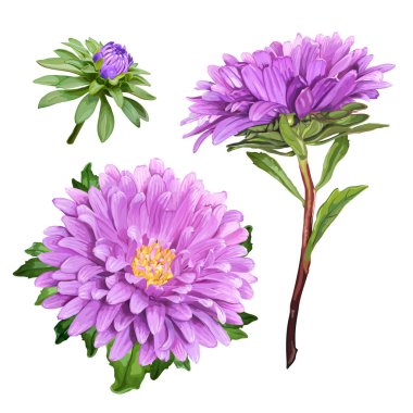 Aster yaz çiçeği
