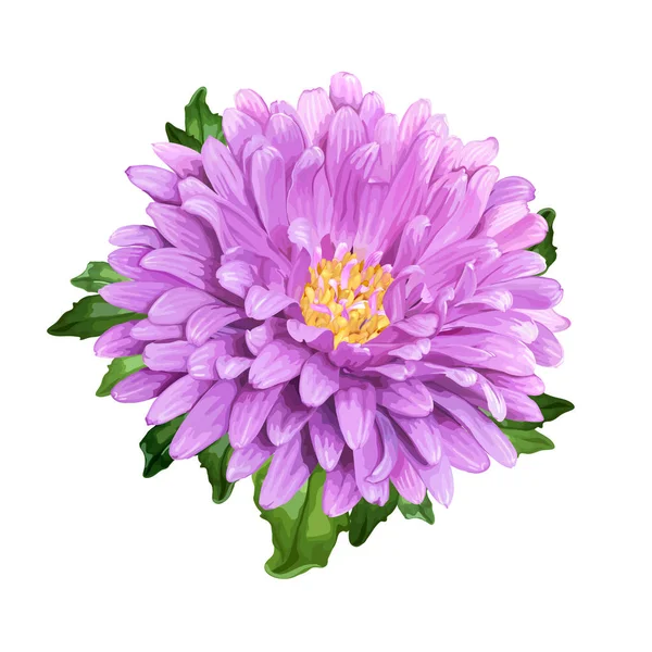 Aster flor de verano — Vector de stock