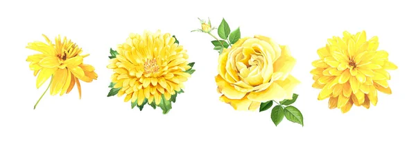 Set flores amarillas — Vector de stock