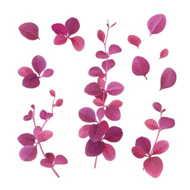 Berberis ottawensis seti