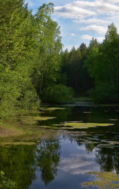 Ağaçlarla çevrili orman gölü