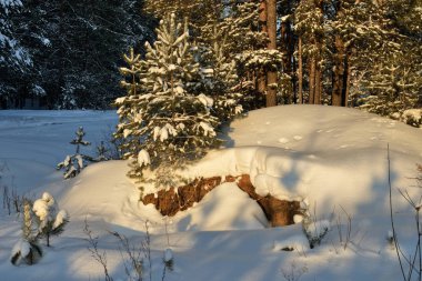 Güzel manzara karlı kış orman.