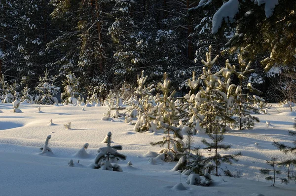 Прекрасный зимний снежный лес . — стоковое фото