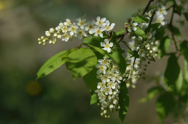 A cherry blossom — Stock Fotó