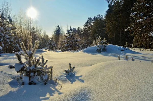 Beau paysage hiver forêt enneigée . Photos De Stock Libres De Droits