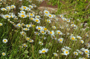 Çayırdaki çimlerde papatyalar.