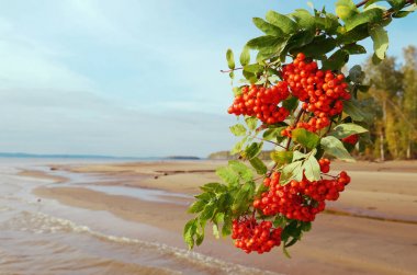 Bir arka plan o parlak kırmızı meyveler ile dağ kül Şubesi