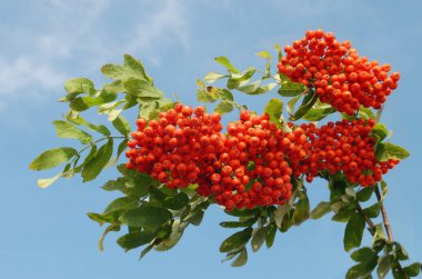 Dağ kül blu karşı parlak kırmızı meyveler ile dallarında