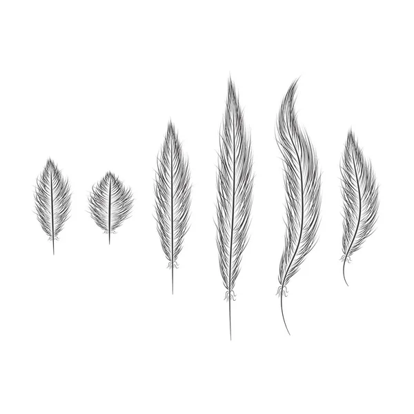Ensemble de plumes dessinées à la main sur un fond blanc — Image vectorielle
