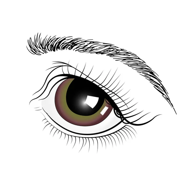 El ile kahverengi gözler. Beyaz arka plan üzerinde izole