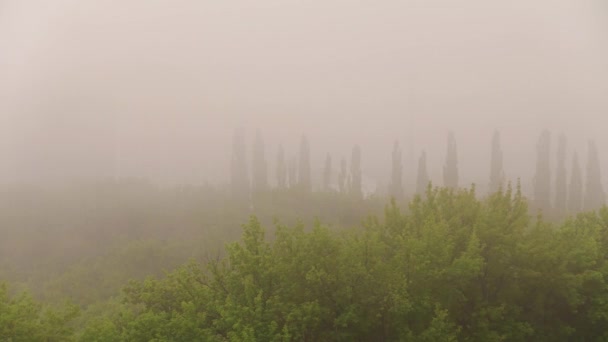 Mystical Fog hides trees — Stock Video