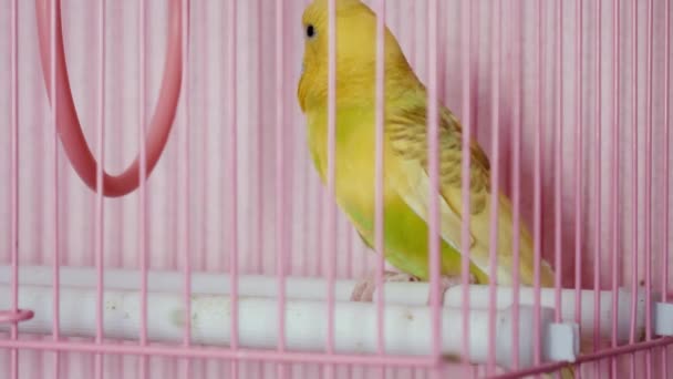 Ein welliger Papagei sitzt in einem Käfig — Stockvideo