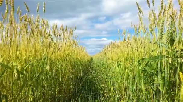 Spikelets of wheat in the wind — Stock Video