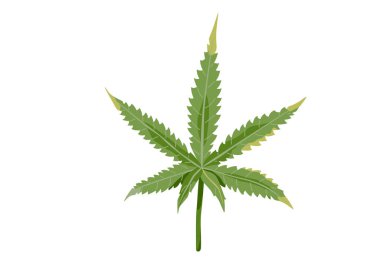 Beyaz arka planda yeşil kenevir yaprağı izole edilmiş. Basit düz çizgi film tarzında kenevir illüstrasyonunun vektör çizimi