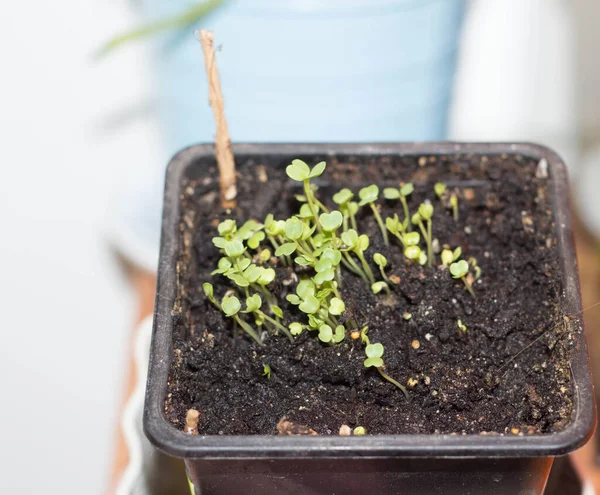 Mudas Arugula Crescendo Pote Turfa Conceito Jardinagem — Fotografia de Stock