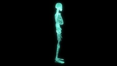 İnsan iskelet Tel Çerçeve hologramı hareket. Güzel 3d render