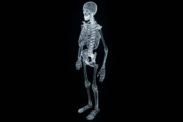 Emberi csontváz drótváz Hologram a mozgás. Szép 3D-s renderelés — Stock Fotó