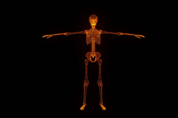 İnsan iskelet Tel Çerçeve hologramı hareket. Güzel 3d render