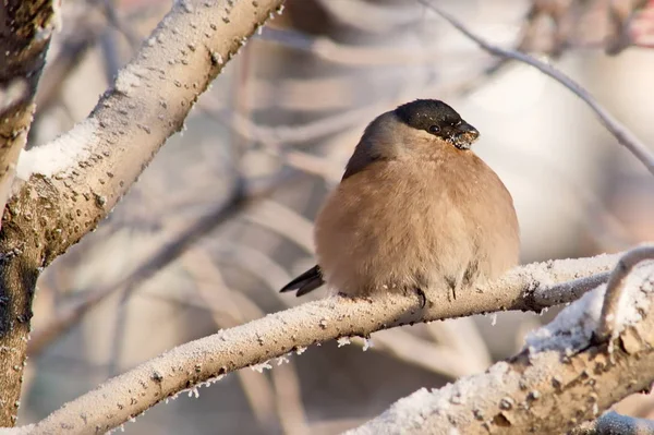 Bullfinch Día Soleado Helado Macho Pecho Rojo Mujer Pecho Gris — Foto de Stock