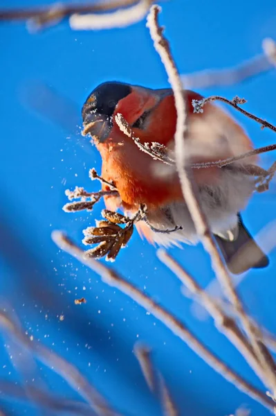 Gimpel Einem Frostigen Sonnigen Tag Das Männchen Hat Eine Rote — Stockfoto