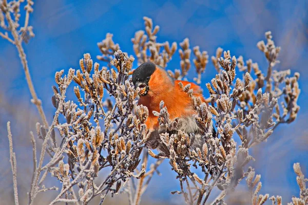 Gimpel Einem Frostigen Sonnigen Tag Das Männchen Hat Eine Rote — Stockfoto