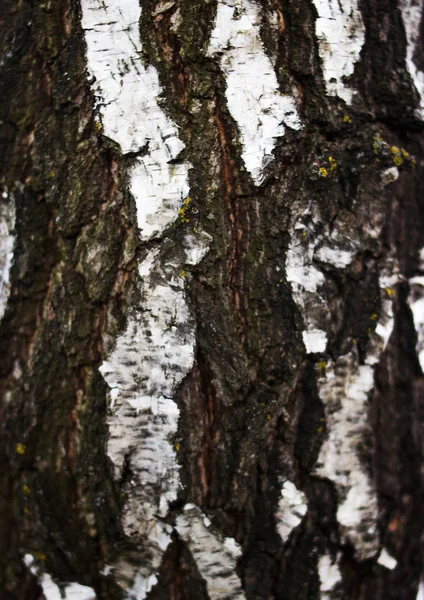 어린 자작나무의 껍질 — 스톡 사진