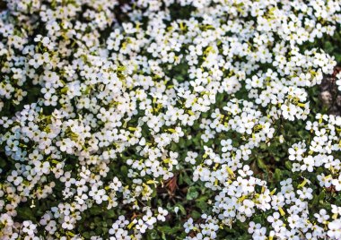 Kiraz dal birçok çiçek