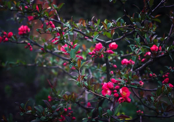 Junger Baum mit roten Blüten — Stockfoto
