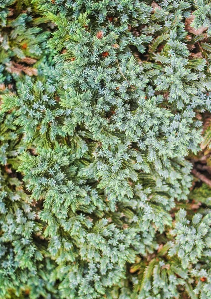 Rama de enebro joven de color azul — Foto de Stock