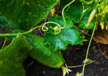 Salatalık büyüyen genç