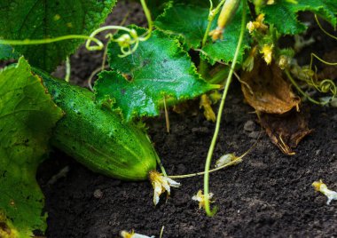 Salatalık büyüyen genç