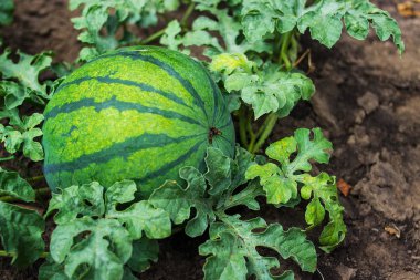 Büyüyen çizgili karpuz