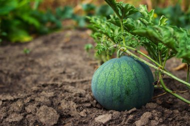 Büyüyen çizgili karpuz