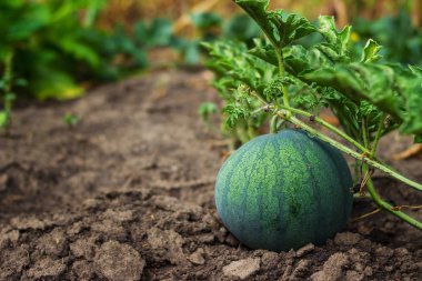 Büyüyen çizgili karpuz