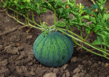 Büyüyen çizgili karpuz