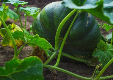 Büyüyen büyük olgun kabak