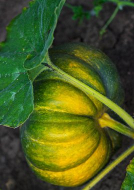 Büyüyen büyük olgun kabak