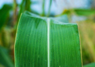 Olgun Mısır saplarını