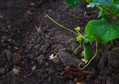 Salatalık büyüyen genç