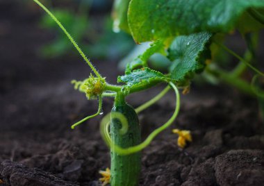 Salatalık büyüyen genç
