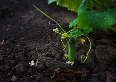 Salatalık büyüyen genç